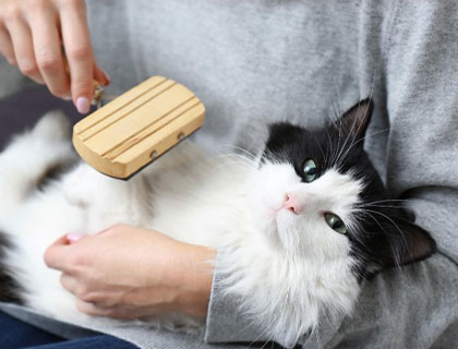 Brushing
